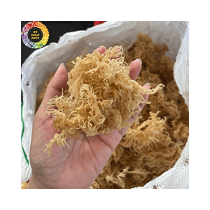 Eucheuma cottonii แห้งตามธรรมชาติมอสทะเลไอริชสีทอง seamoss สำหรับเจลมอสทะเล argassum ถุง25กก. จำนวนมากไม่ใส่เกลือ - Product Image 1