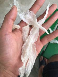 Griffes de poisson séchées de haute qualité/Offres Spéciales 2025 produits gueule de poisson séchée avec le prix le plus bas à vendre en grande quantité pour l'exportation - Product Image 4