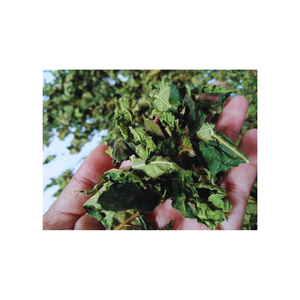 FEUILLES DE PAPAYE SÉCHÉES DE HAUTE QUALITÉ/FEUILLES ET FLEURS DE PAPAYE MÂLE SÉCHÉES DU VIETNAM - Product Image 4