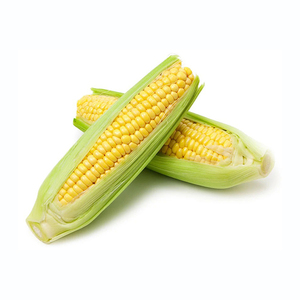 Maíz amarillo a precio de fábrica, granos de maíz de alta calidad listos para envío a gran volumen - Product Image 6