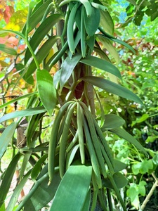 Vainas de Vainilla Frescas, Capullos Verdes en Crecimiento en Planta, Capullos Enteros Naturales y Orgánicos para Uso Culinario e Industrial - Product Image 1
