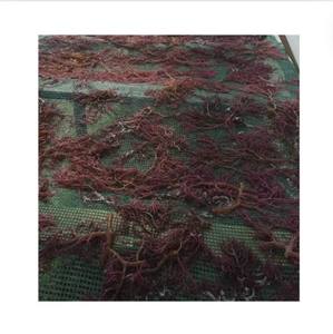 Musgo de mar seco crudo musgo púrpura musgo irlandés EUCHEUMA COTTONII musgo silvestre con/sin sal al por mayor SEAMOSS - Product Image 1