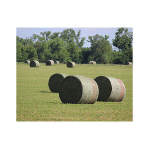 Vente en gros de foin de pâturage approvisionnement en vrac qualité supérieure livraison rapide stock d'exportation fiable - Product Image 4