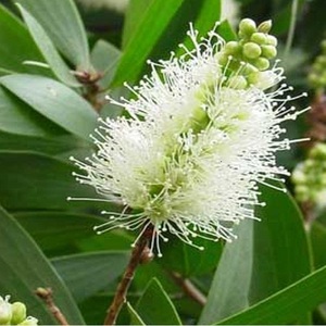 Cajuput Huile Essentielle Pure Exportateur en gros avec des prix très nominaux - Product Image 4