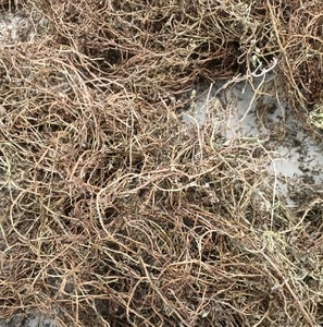 บาโคปา โมนิเออร์ (บราห์มี) แห้ง ขายส่ง |   สมุนไพรอายุรเวทธรรมชาติ 100% |   คุณภาพส่งออก - Product Image 5