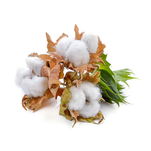 Fardos de Algodón 100% Crudo, Algodón Blanqueado de Fábrica - Product Image 4