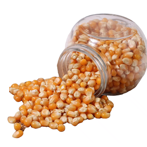 Vente en gros de maïs jaune/maïs jaune pour la consommation humaine maïs jaune non OGM/maïs jaune - Product Image 3