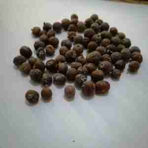 Premium organic juniper berries natural dried bulk supply new season wholesale private label packaging high quality berries - Product Image 3