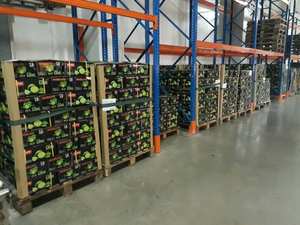 100% <b>Fresh</b> green SEEDLESS LIME high quality for exporting competitive price from Vietnam exporter - Product Image 6