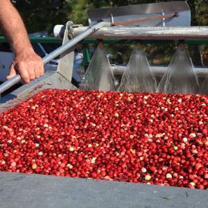 Arándanos Frescos a Precio de Fábrica, 950 kg, Venta al por Mayor, Suministro Premium, 80-95% de Maduración, Grado 10-20 mm - Product Image 4