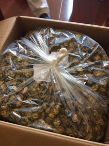 DRIED CALAMANSI / IMMUNE SUPPORT / NATURAL & PURE / CLEAN LABEL - Product Image 2