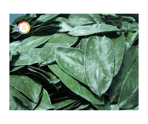 Feuille de Corossol séchée Qualité fine Botanique du Vietnam Feuille de Corossol séchée Convient pour le thé Corossol séché à bas prix 2025 - Product Image 1