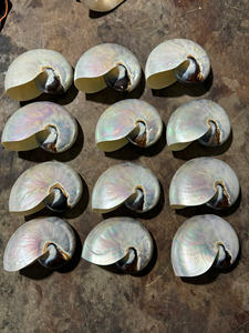 Real Nautilus Shell de Vietnam-Carcasa de cámara pulida para decoración elegante del hogar Arte marino - Product Image 5