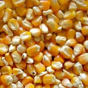 Proveedor Mayorista de Maíz Amarillo, Alimento para Animales, Cultivo Seco a Precio Económico - Product Image 2