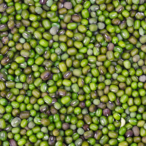Haricots mungo séchés naturels riches en protéines sains en gros de qualité supérieure en vrac au meilleur prix pour l'exportation Haricots mungo verts frais - Product Image 4