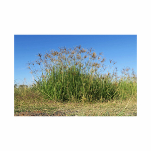 Heno de pasto Rhodes de alta calidad a precios de mayorista para necesidades agrícolas - Product Image 1