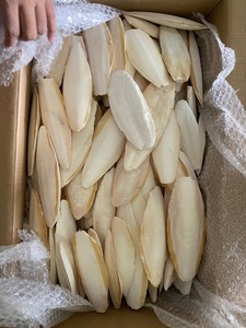 Disponible en grande quantité Os de seiche Meilleure vente d'os de seiche pour animaux de compagnie - Product Image 2