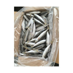 Poisson Barracuda congelé proposé à prix réduit pour les marchés de gros et d'exportation - Product Image 1