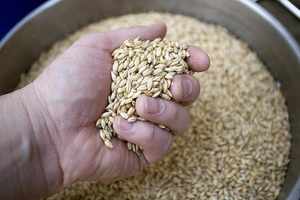 Premium Organic <b>Barley</b> Malt Animal Feed <b>Barley</b> Seeds Low Price Fast Delivery Best Price - Product Image 4