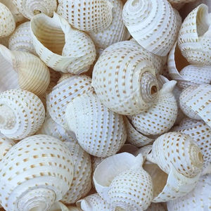 Venta al por mayor de Vietnam, concha de ostra de nácar, concha de mar Natural decorativa de alta calidad, Exportación - Product Image 1