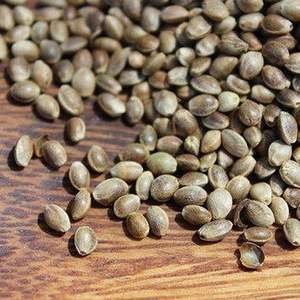 เมล็ดฝ้ายสำหรับขาย - Product Image 2