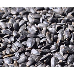 Organic natural <b>Sunflower</b> seeds <b>kernels</b> for bakery and confectionary For Sale - Product Image 5