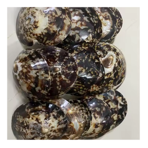 Conchas de Lapa recolectadas para usos creativos de exhibición, conchas de Lapa ideales para proyectos de decoración costera, adornos de fiesta y regalos - Product Image 1