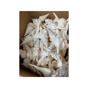 เปลือกหอยสังข์ธรรมชาติขนาดใหญ่99GD ขัดเงาสไตล์สัตว์การตกแต่งที่ยอดเยี่ยมในราคาสุดคุ้ม - Product Image 3