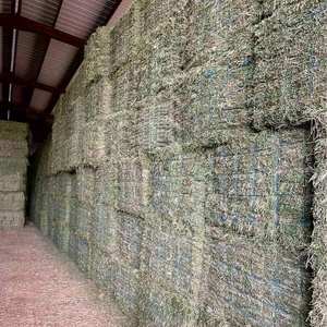 Heno de Alfalfa Más Vendido/Heno de Alfalfa para Alimentación Animal/Heno de Alfalfa - Product Image 4