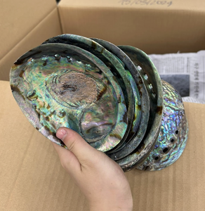 Concha de Abulón de Vietnam con Composición de Concha Marina Premium para Manualidades Creativas, Decoración con Incrustaciones, Comercio Comercial - Product Image 5