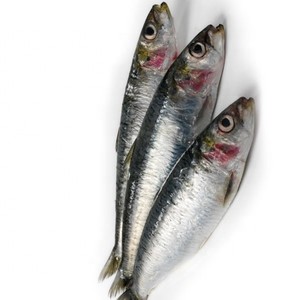 Saradines de poisson glacé de haute qualité pour les appâts