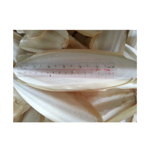 Os de seiche séché de qualité pour perroquet Jouet à mâcher en calcium Sous-produits animaux Mollusques Fruits de mer Os en vrac du Vietnam - Product Image 4