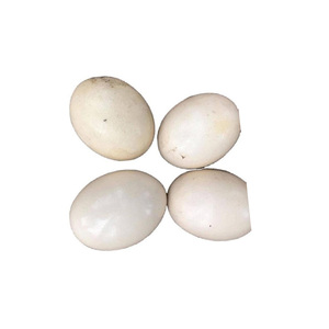 Huevos de Avestruz Frescos de Alta Calidad de Canadá, 100g - Product Image 6