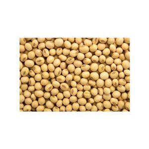 Fèves de soja sans OGM de bonne qualité à vendre soja jaune/soja d'approvisionnement en vrac pour farine de soja nouveau produit sans OGM à vendre - Product Image 3