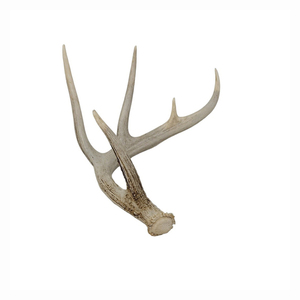 Pièces de faisceau de bois de cerf de Virginie Bois de cerf rouge de qualité - Product Image 1