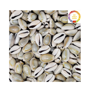 Coquilles de cauri aux œufs blancs du Vietnam Vente en gros de coquillages naturels propres et séchés pour bijoux faits à la main et cadeaux - Product Image 2