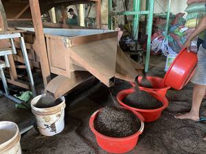 พริกไทยขาวดำใหม่จากเวียดนามเครื่องเทศดิบแห้ง450-600 FAQ MC GL สมุนไพรเดี่ยว - Product Image 6