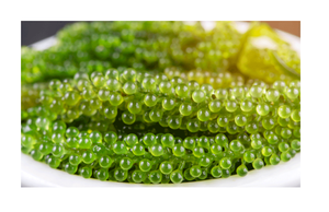 Exportar uvas de mar en grandes cantidades desde Vietnam-Las uvas de mar son instantáneas-Conveniente-Fácil de usar - Product Image 5