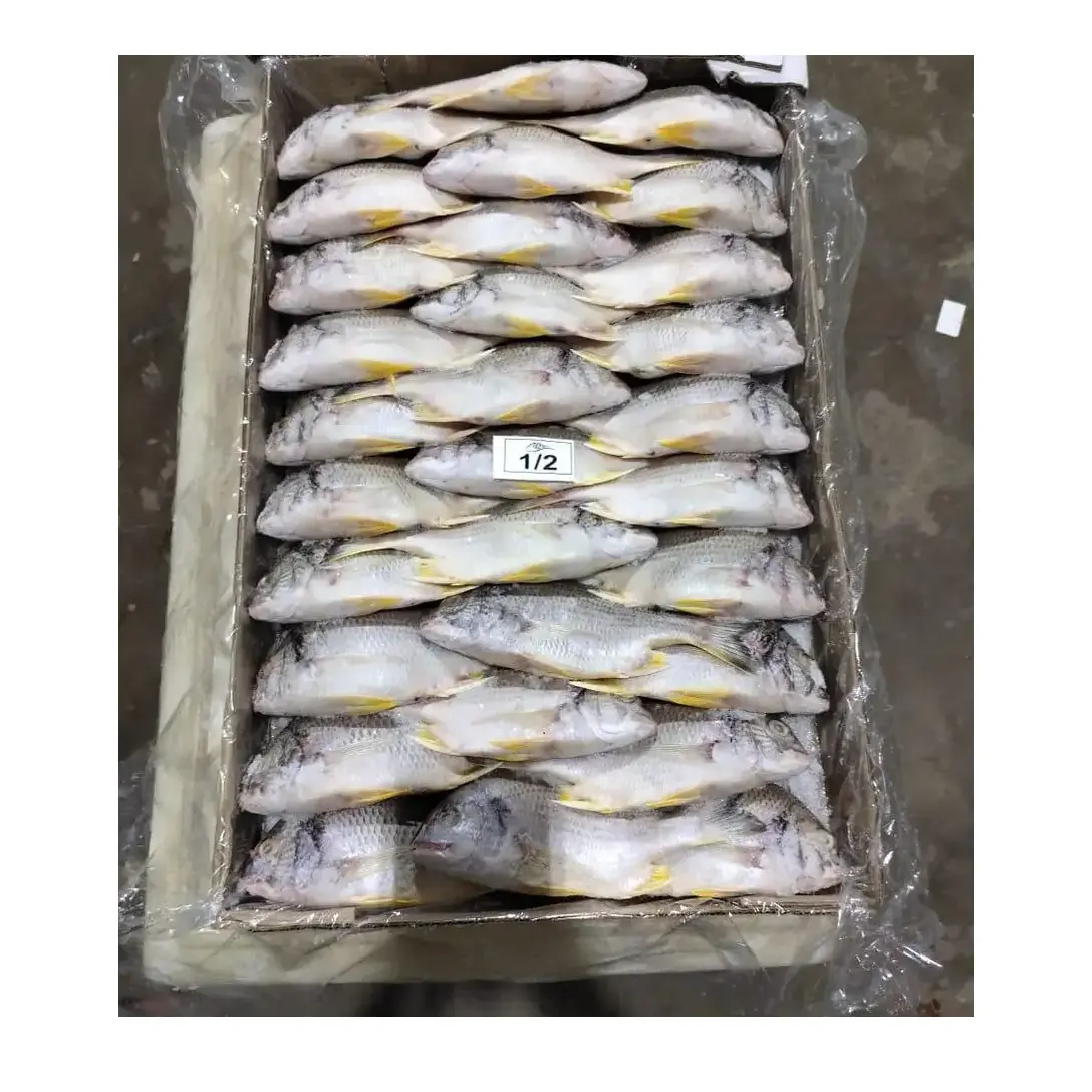 Kaliteli taze ve dondurulmuş deniz Bream balık hızlı teslimat ile toptan fiyata toplu taze stok mevcuttur