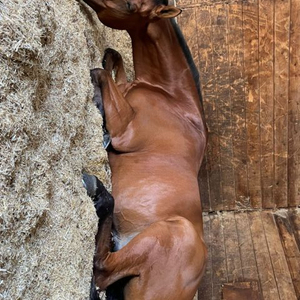 Virutas de madera natural de primera clase precio de venta al por mayor - Product Image 1