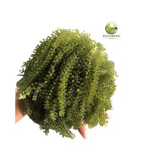 Caviar vert frais de raisins de mer vietnamiens de qualité supérieure, superaliment sain, directement de l'usine - Product Image 6