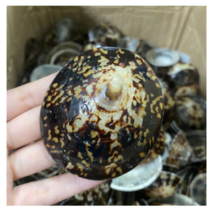 CONCHAS DE MAR LIMPIADAS PULIDAS LIMPIADAS Y CLASIFICADAS EN VIETNAM LISTAS PARA ARTESANÍA - Product Image 6