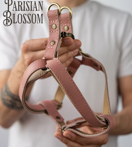 Accesorios para perros, regalo para perros Regalo de Cumpleaños personalizado Greyhound y Whippet - Product Image 1