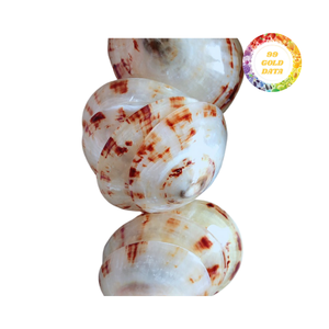 Conchas marinas cónicas clasificadas y empaquetadas para recolección y comercio a granel sin referencia al uso cosmético o relacionado con la salud - Product Image 1