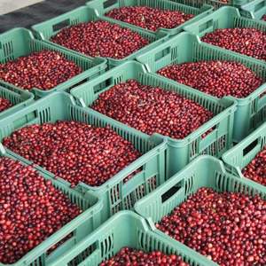 Cranberries Frais de Haute Qualité 950kg Vente en Gros Approvisionnement Premium Maturité 80-95% Grade 10-20mm - Product Image 6