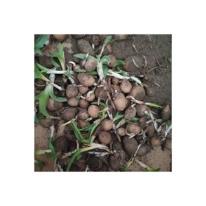 Piantine di Salep naturali Izmir (10 pezzi)