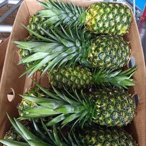 Ananas Doré MD2 de Haute Qualité 100% Naturel, Ananas Frais Agricole, Prix de Gros, Exportation Fraîche - Product Image 5