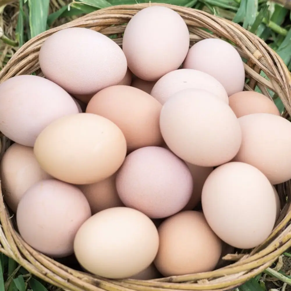 Высокое качество белые и коричневые куриные яйца свежие столовые яйца