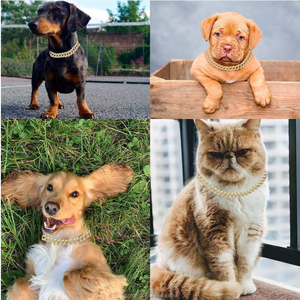 Cadena Cubana Personalizada Qbellpet de 13 mm de Ancho para Perros, Cadena de Aleación de Lujo con Diamantes Brillantes Dorados para Gatos, Accesorios Duraderos y Modernos para Mascotas - Product Image 6