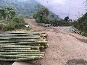 Dried Treated <b>Bamboo</b> Poles for Outdoor <b>Fence</b> and Garden Support - Product Image 5